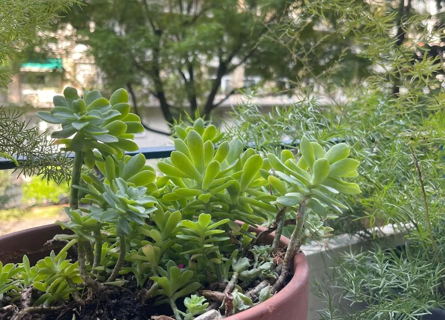 Apartament Ca' Crocetta Mediolan
